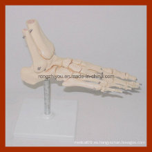 Modelo de esqueleto de pie de tamaño natural, modelo de pie anatómico